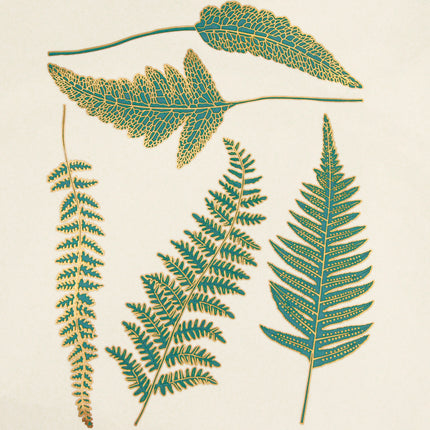 Ferns