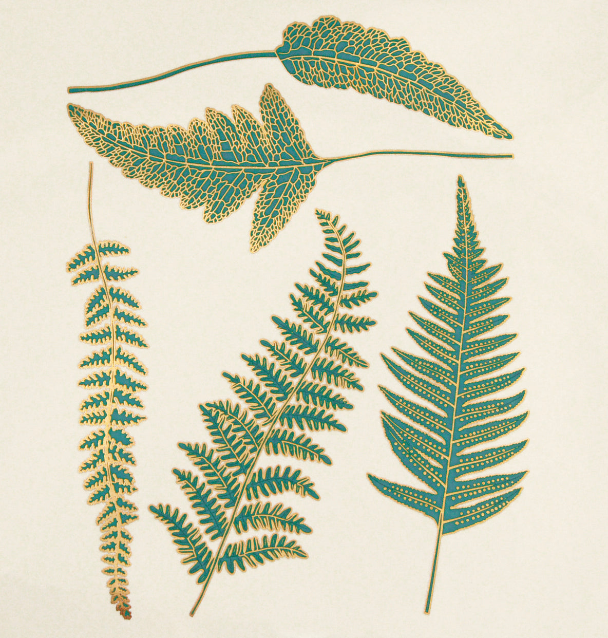 Ferns
