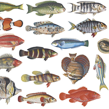 Fish, full color