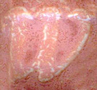 Coral Glow Pint