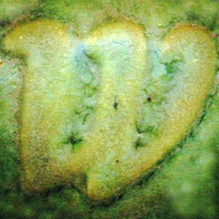 Moss Green Pint