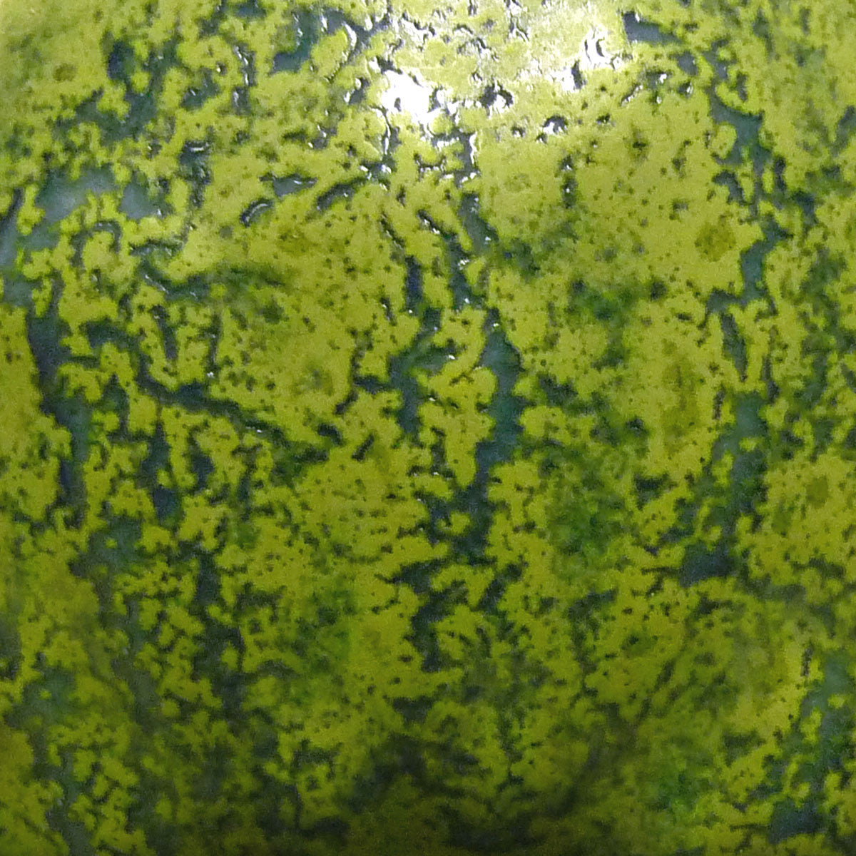 Sea Cucumber
