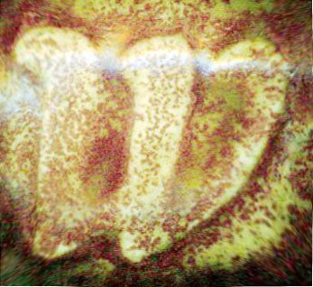 Cactus Skin