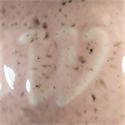 Coral Spice Speck