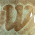 Desert Mist Art
