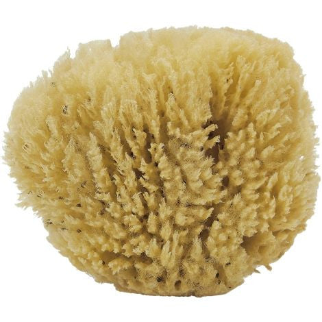Natural Sea grass Sponge
