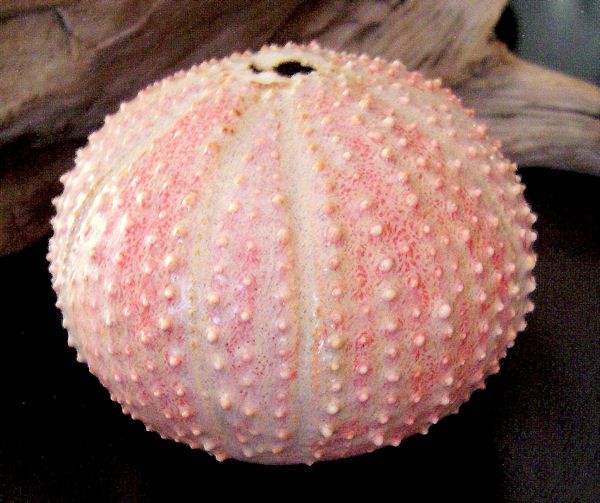 Coral Satin Coyote Satin #079