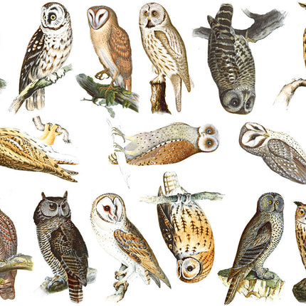 Owls