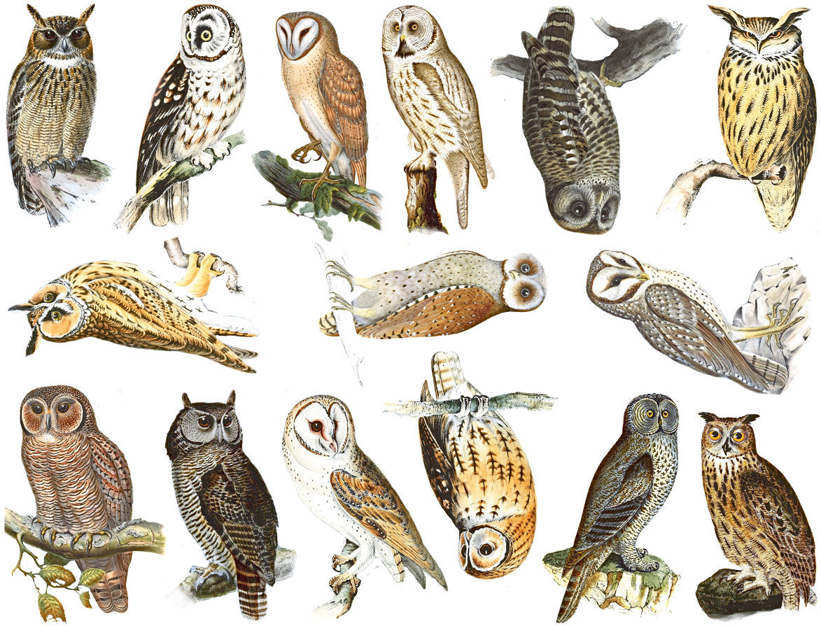 Owls