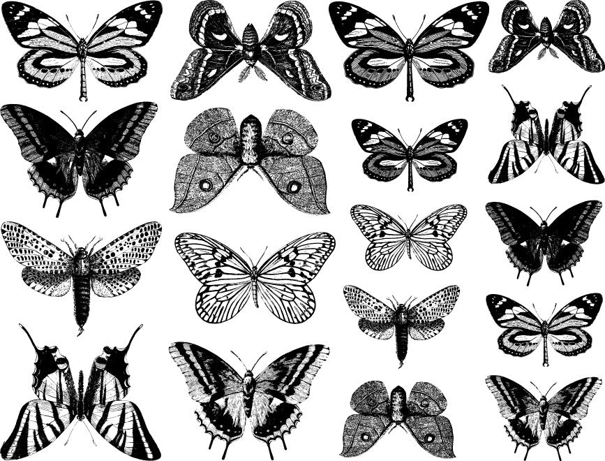Butterflies