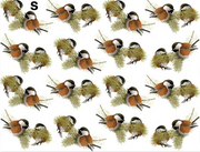 Chickadee Decal