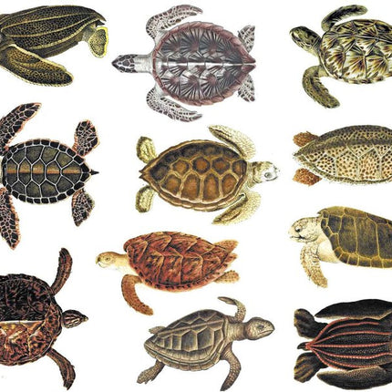 Turtles