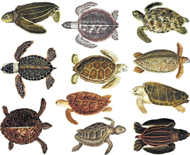 Turtles