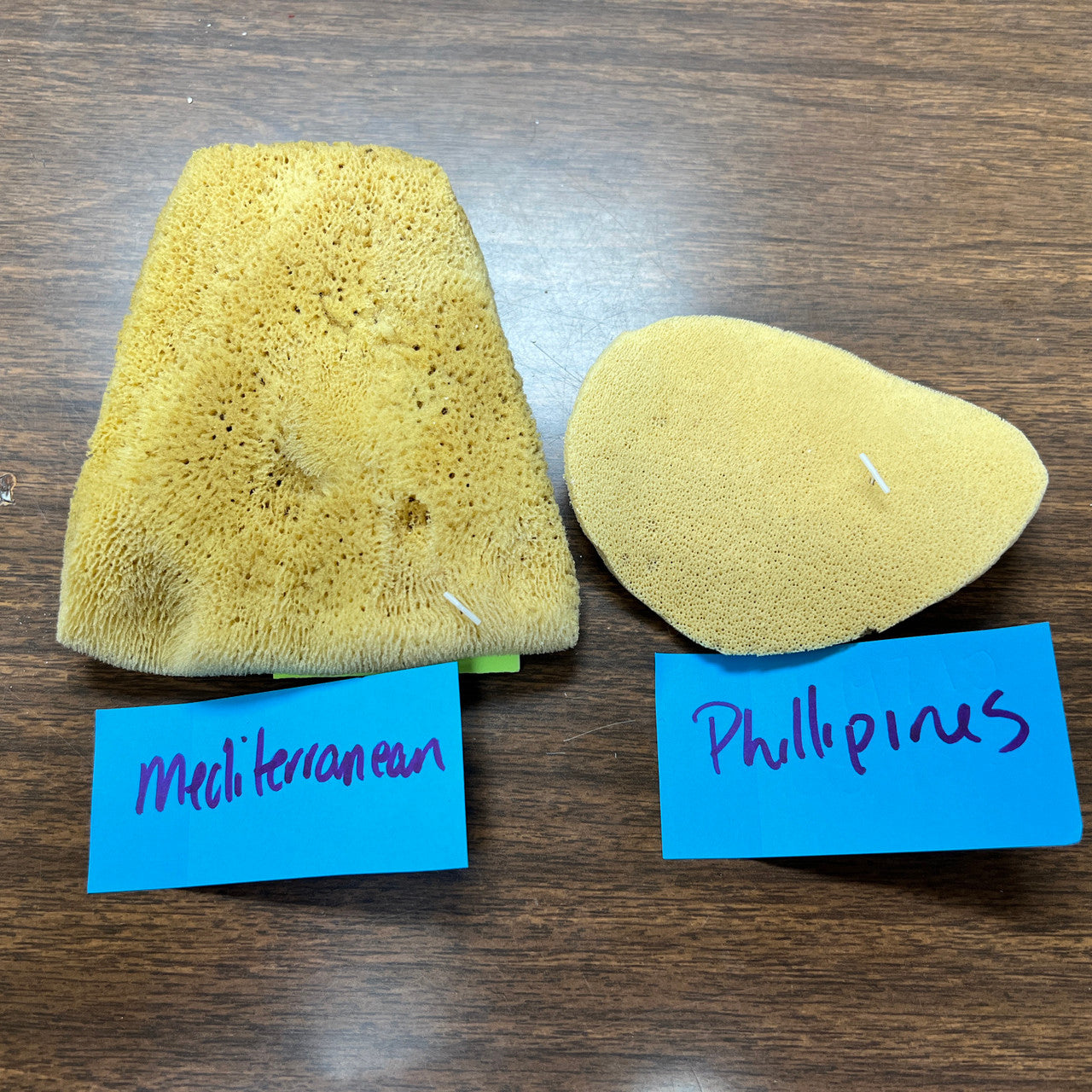 Elephant Ear Sponge
