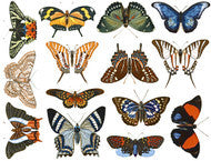 Butterflies, full color