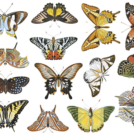 Butterflies, full color