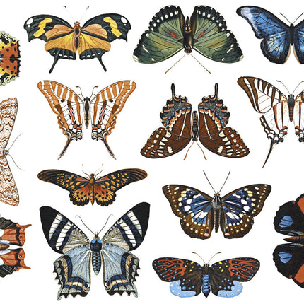 Butterflies, full color