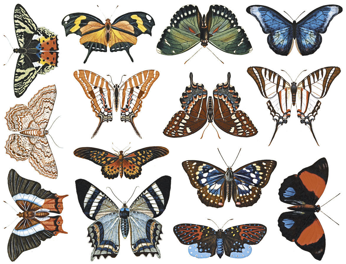 Butterflies, full color