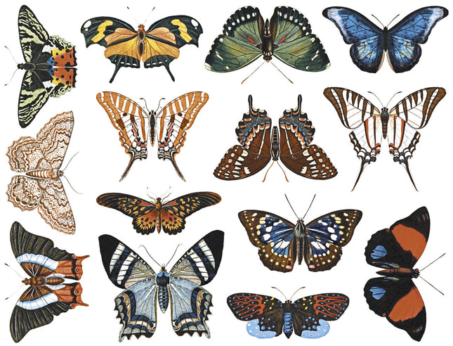 Butterflies, full color