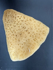 Elephant Ear Sponge