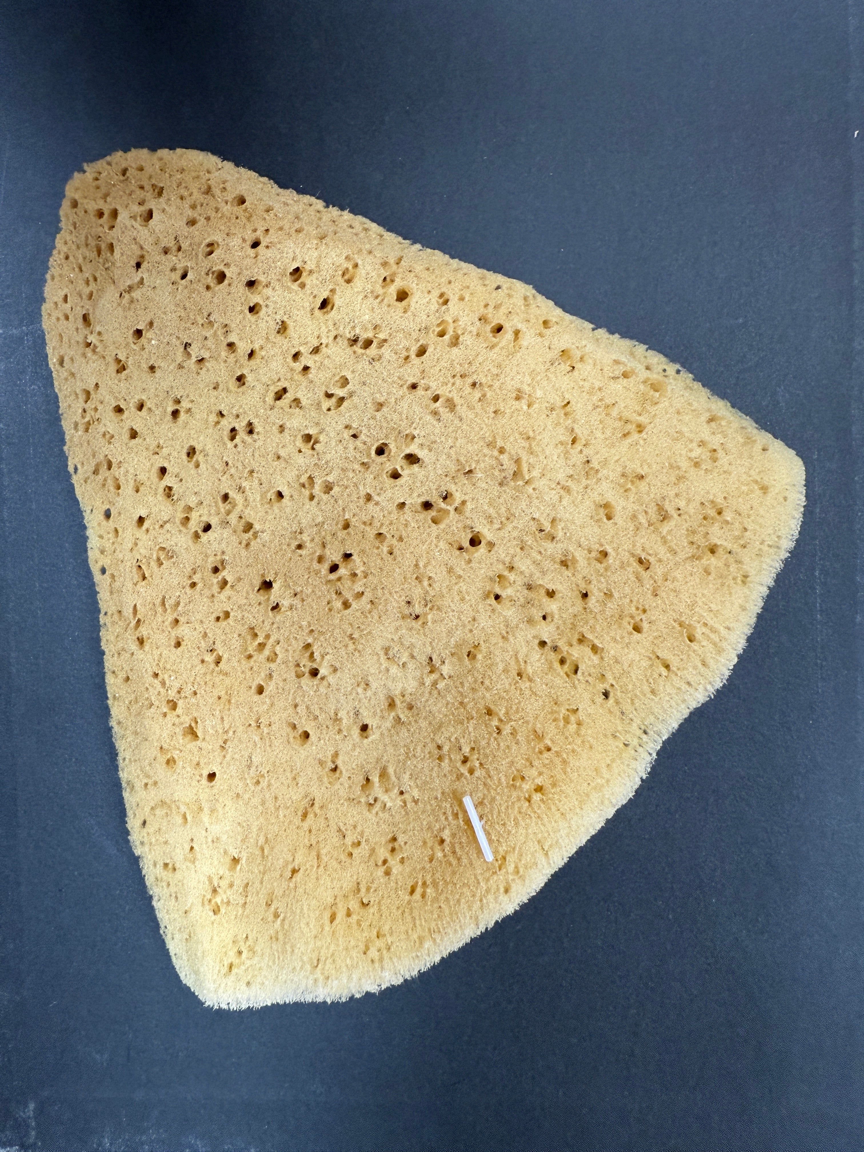 Elephant Ear Sponge