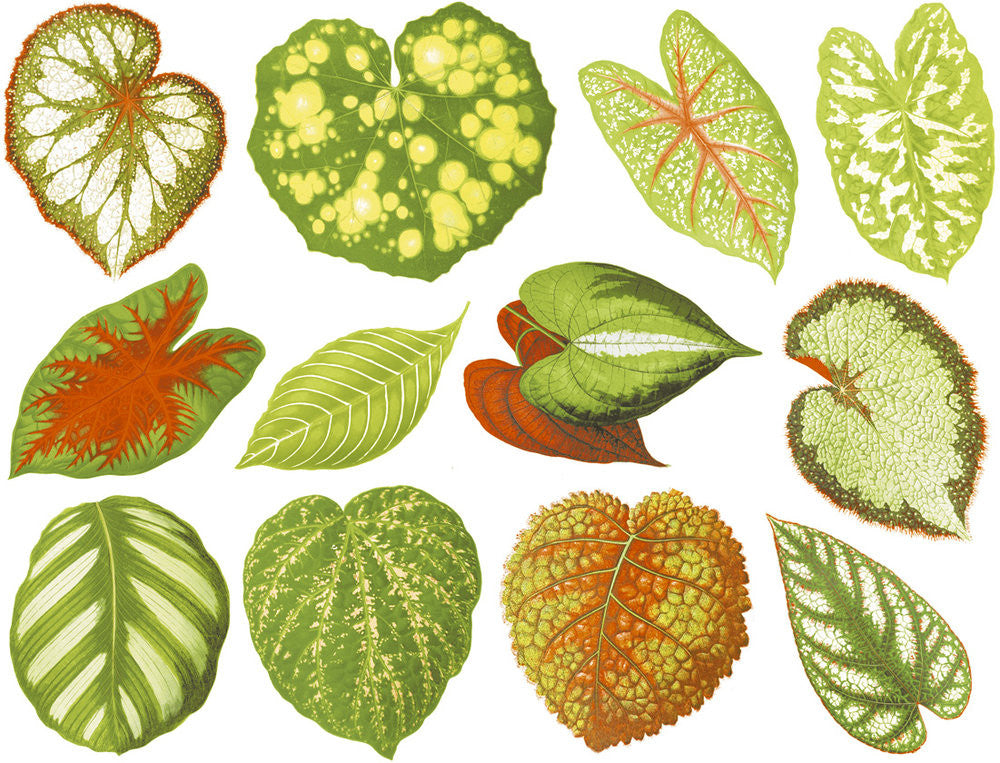 Colorful Leaves