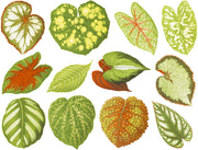 Colorful Leaves