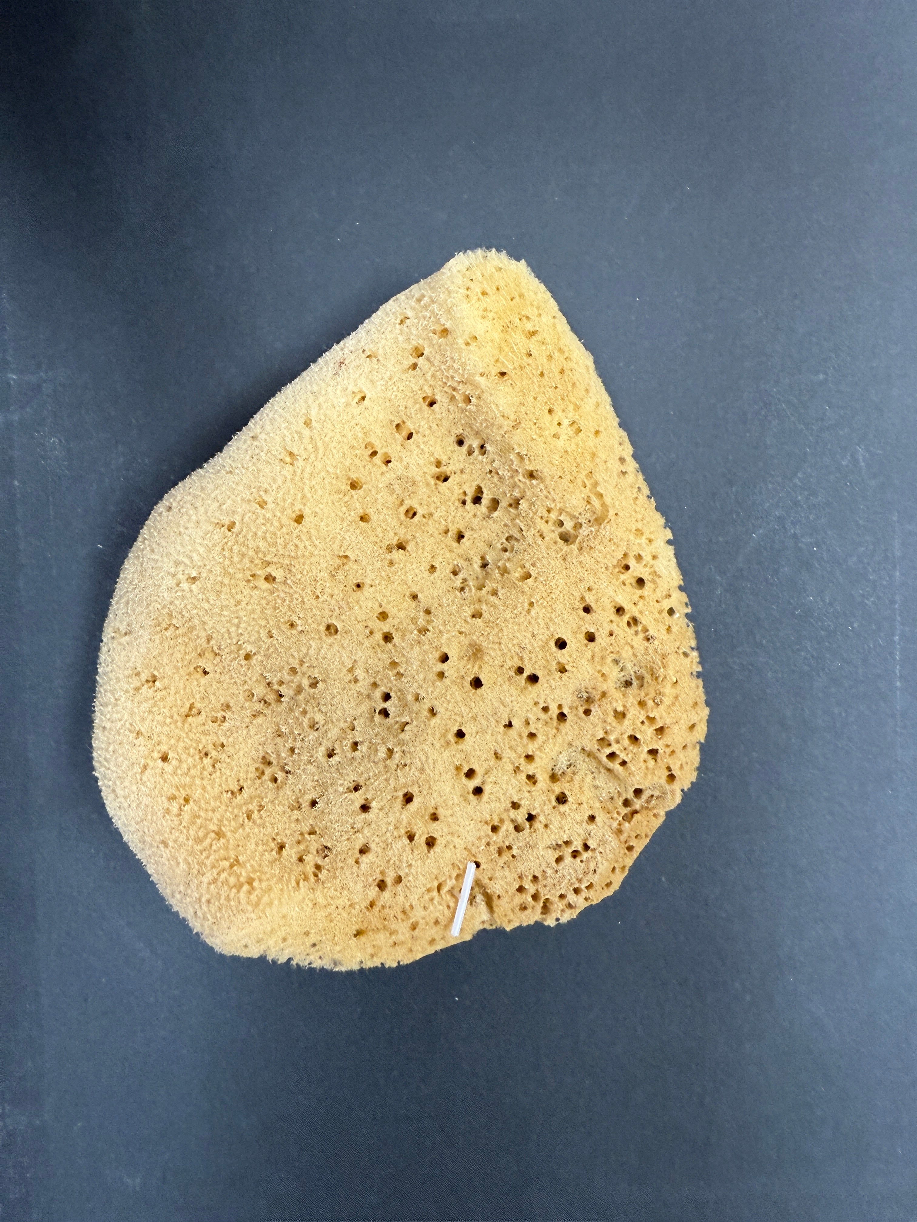 Elephant Ear Sponge