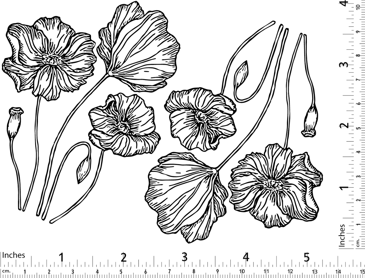 Poppies