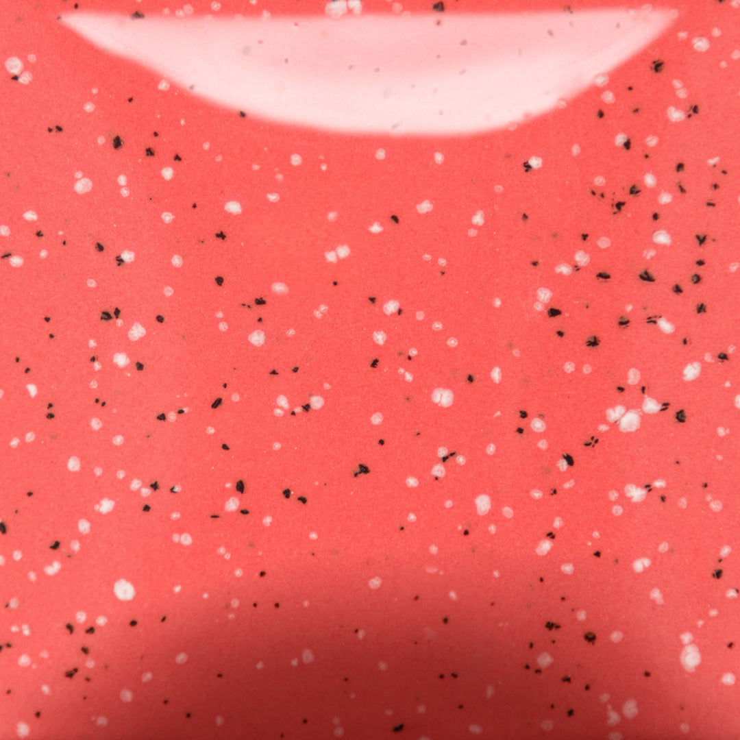 Speckled Cutie Pie Coral