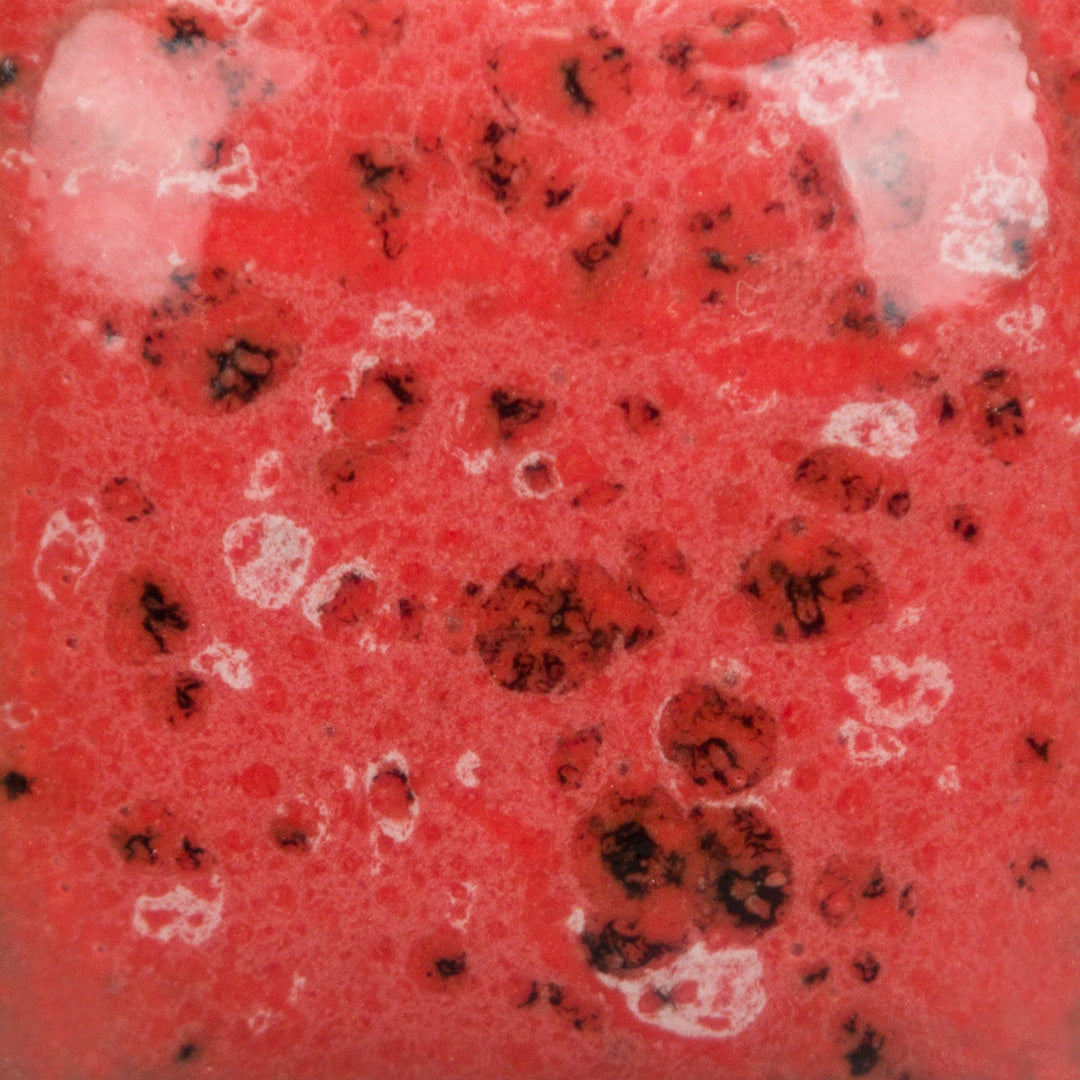 Speckled Cutie Pie Coral