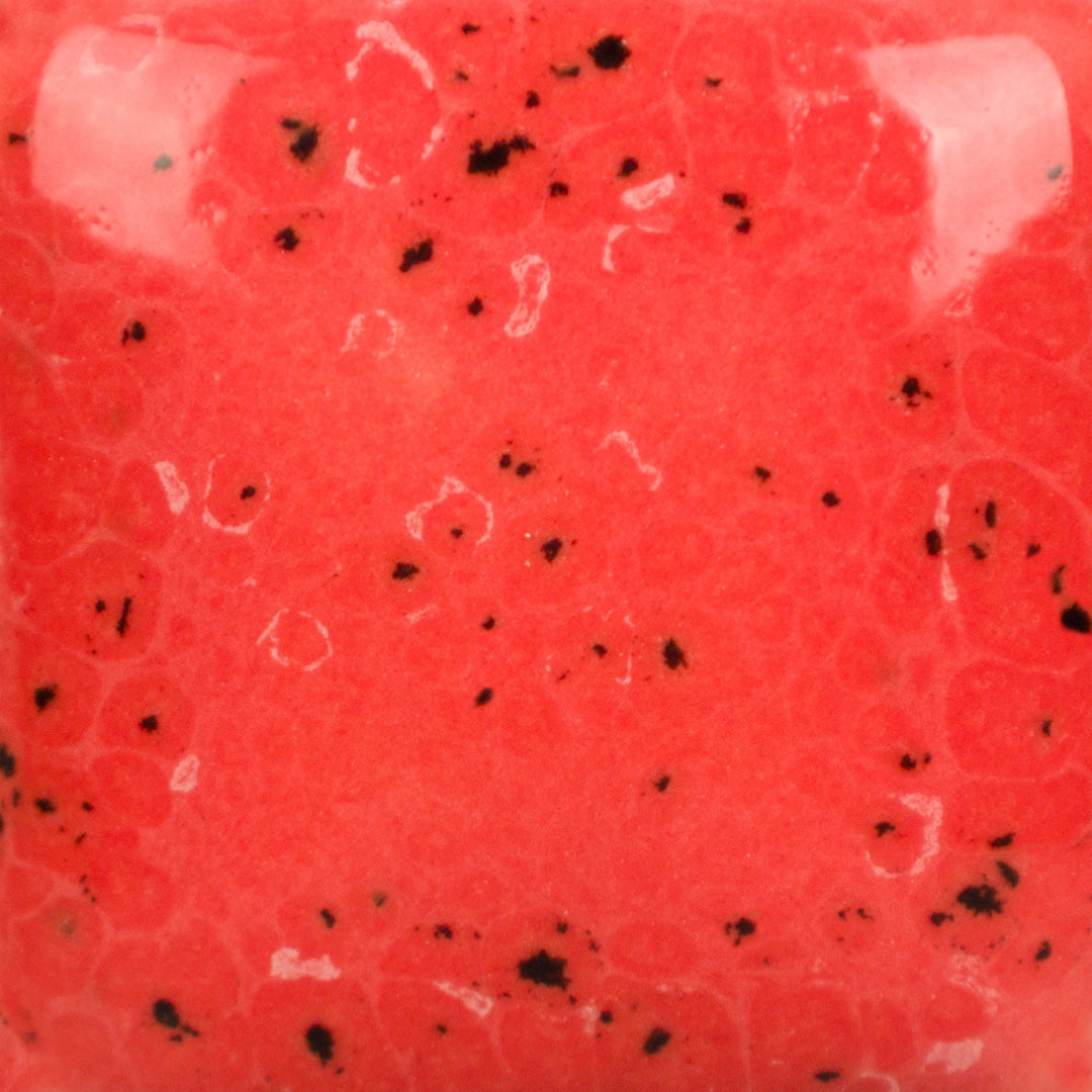 Speckled Cutie Pie Coral