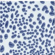 CR-20 Dark Blue AMACO Crawl