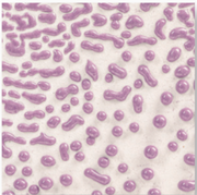 CR-54 Purple AMACO Crawl