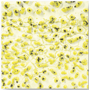 CR-61 Speckled Yellow AMACO Crawl