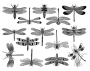 Cone 6 Dragonfly Decal