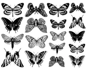 Cone 6 Small Butterfly Decal