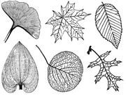 Cone 6 Large Leaves decal