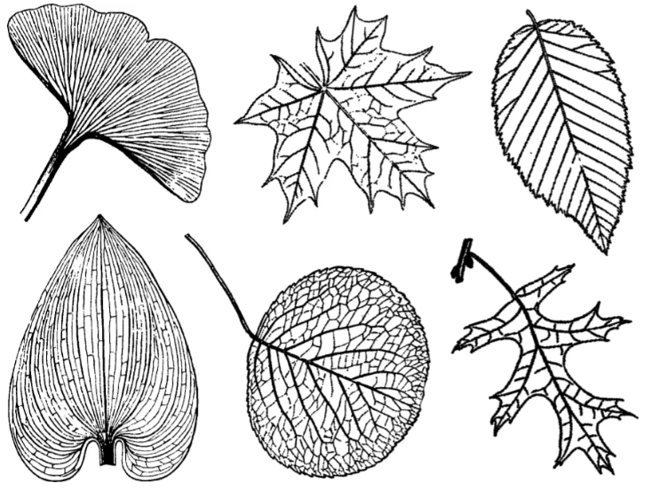 Cone 6 Large Leaves decal