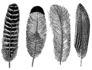 Cone 6 Feathers Decal