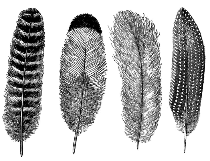 Cone 6 Feathers Decal