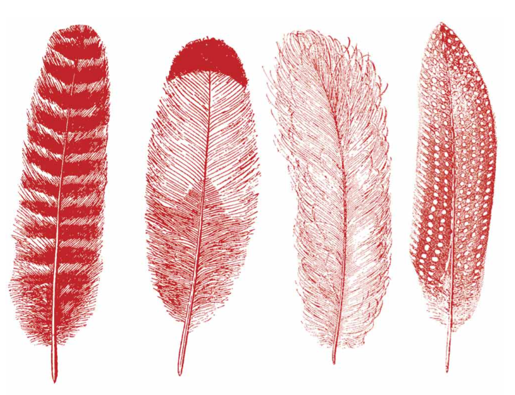 Cone 6 Feathers Decal