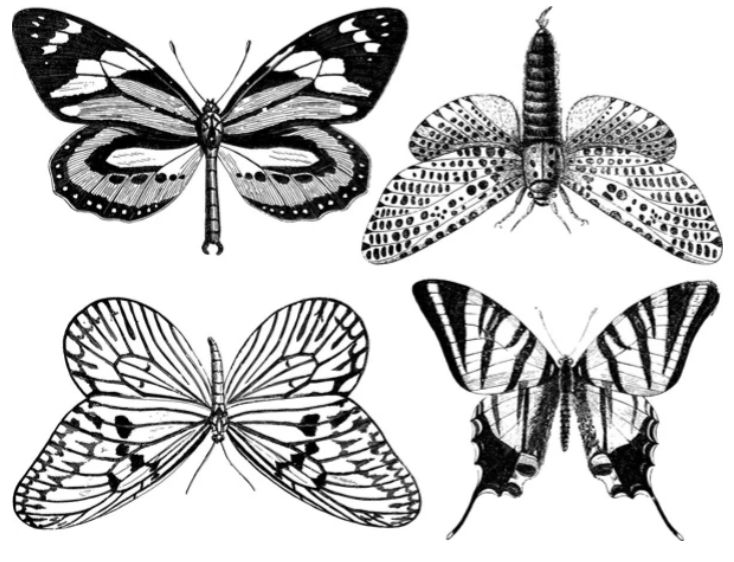 Cone 6 Large Butterfly Decal