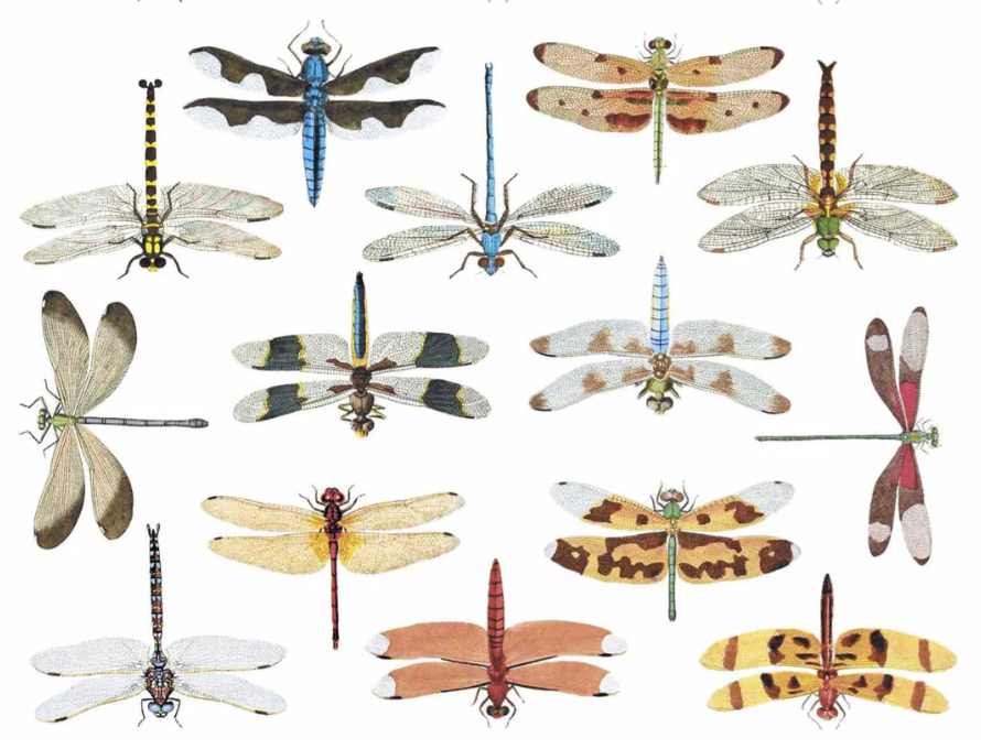 Dragonfly Decal