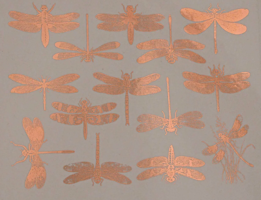 Dragonfly Decal