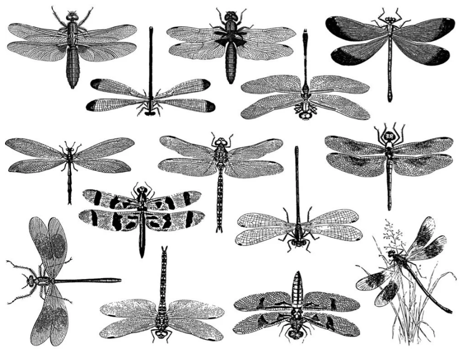 Dragonfly Decal