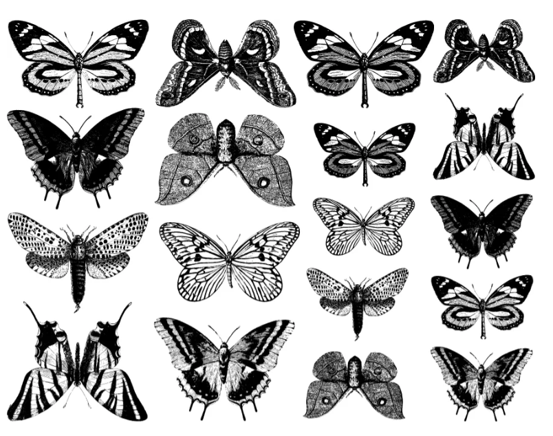 Butterflies