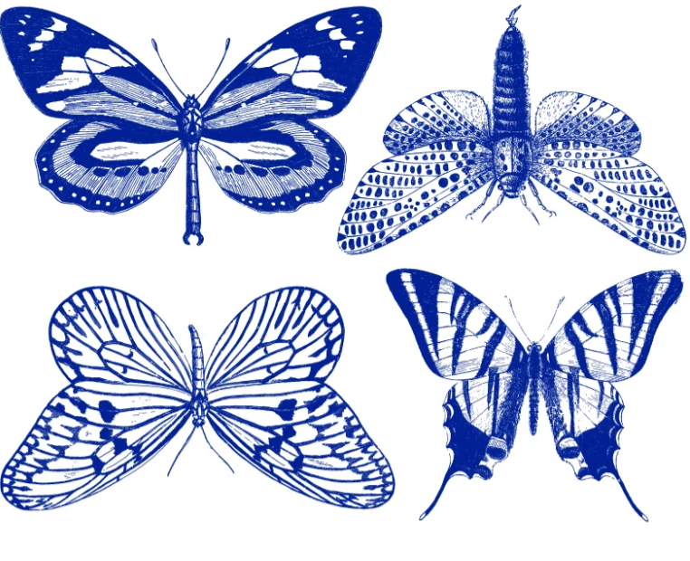 Butterflies