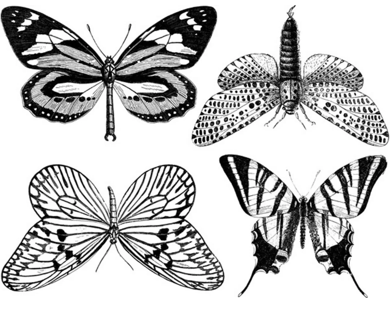 Butterflies