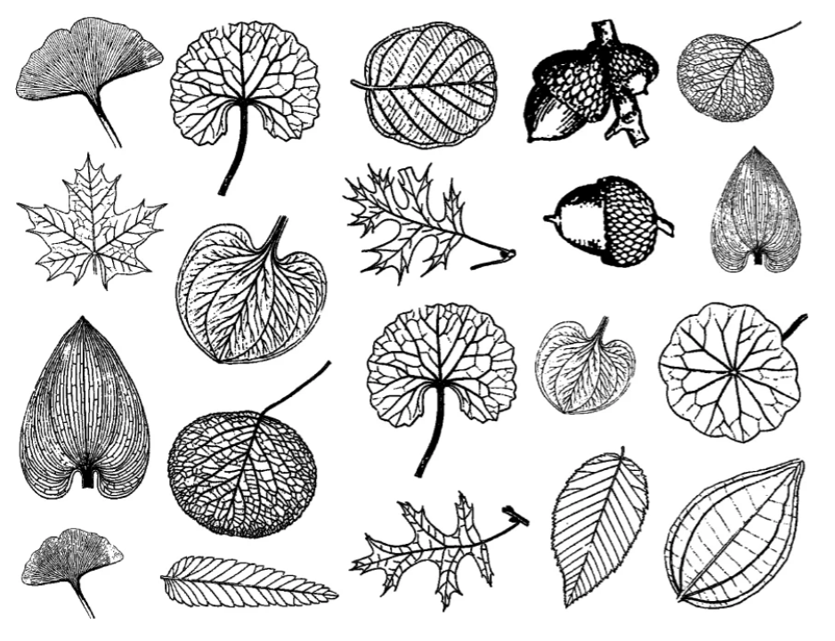 Cone 6 Small Leaf decal